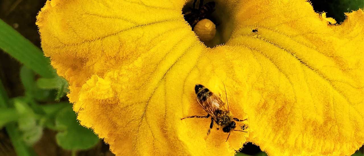 bee on pumpkin flower