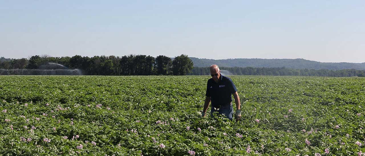 farmer in a potato field