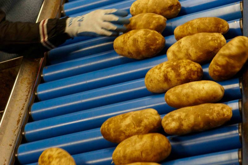 grading potatoes