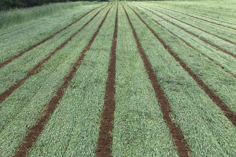 strip tilling