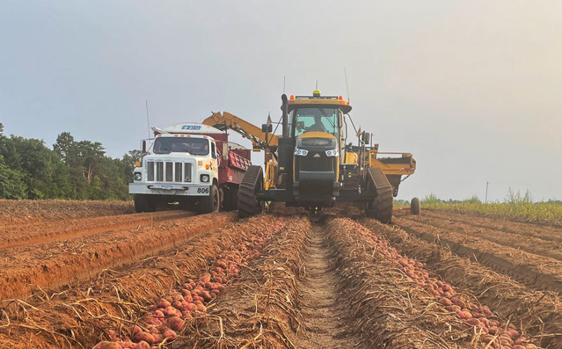 Red potatoes being harvested at Alsum Farms
