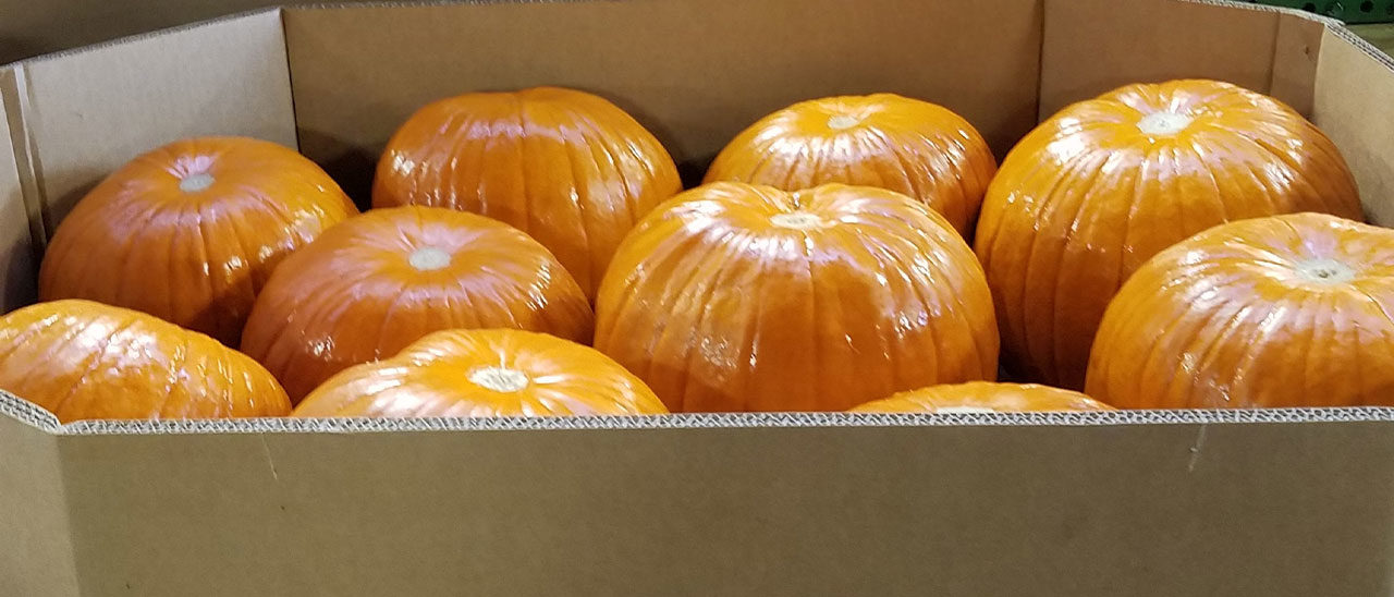 25 ct pumpkin bin
