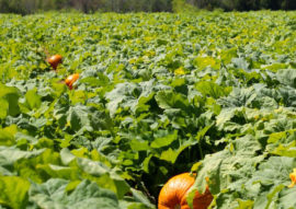 Alsum Pumpkin Farm Field of locally grown pumpkins