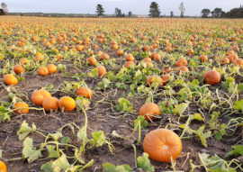 Alsum Farms Locally Grown Pumpkins