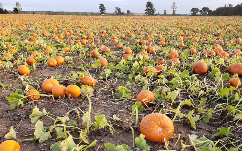 Alsum Farms Locally Grown Pumpkins