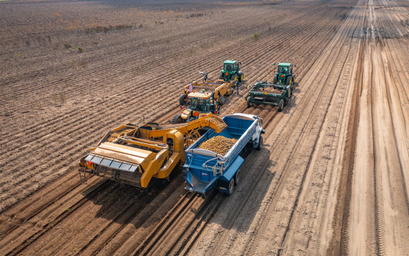 Alsum Farms 2021 Potato Harvest in Grand Marsh, Wis.