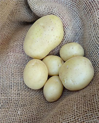 Alsum Farms Gold Potatoes