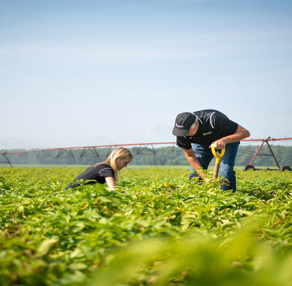 Wendy Alsum-Dykstra and Larry Alsum inspecting potato field