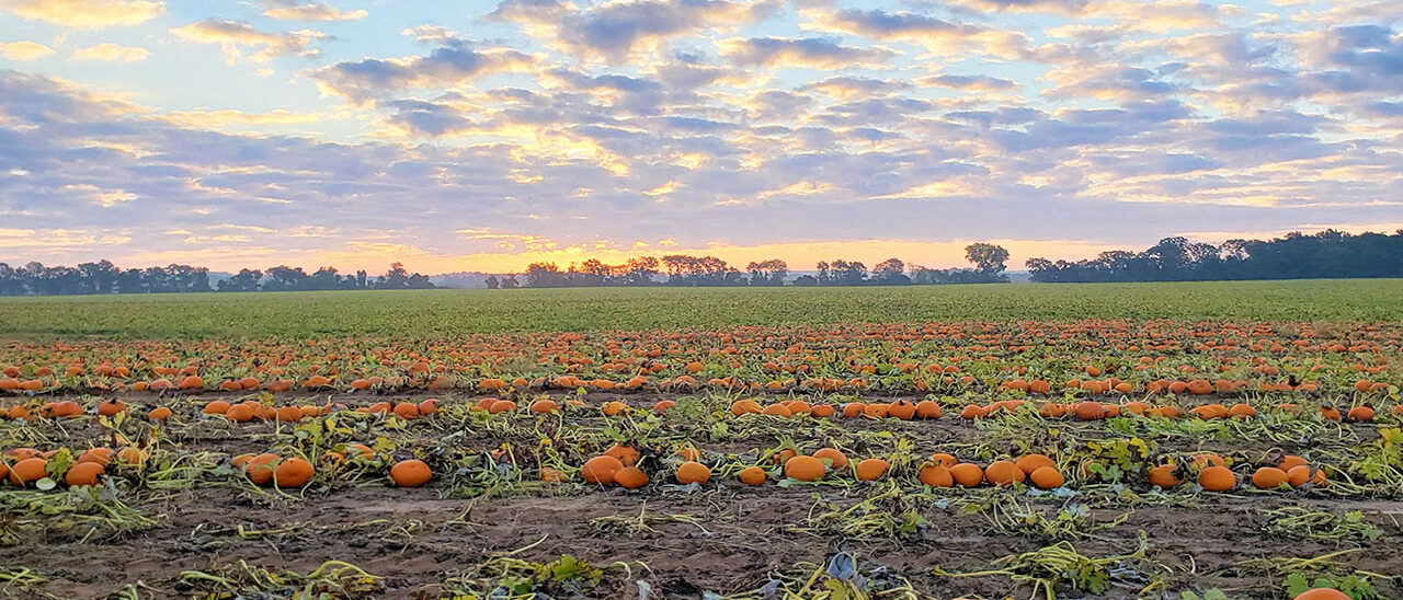 Alsum Pumpkin Farm Field