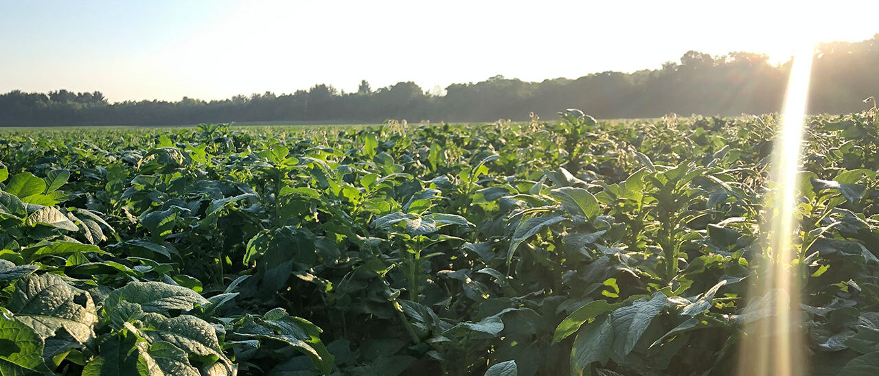 Alsum Farms Potato Field