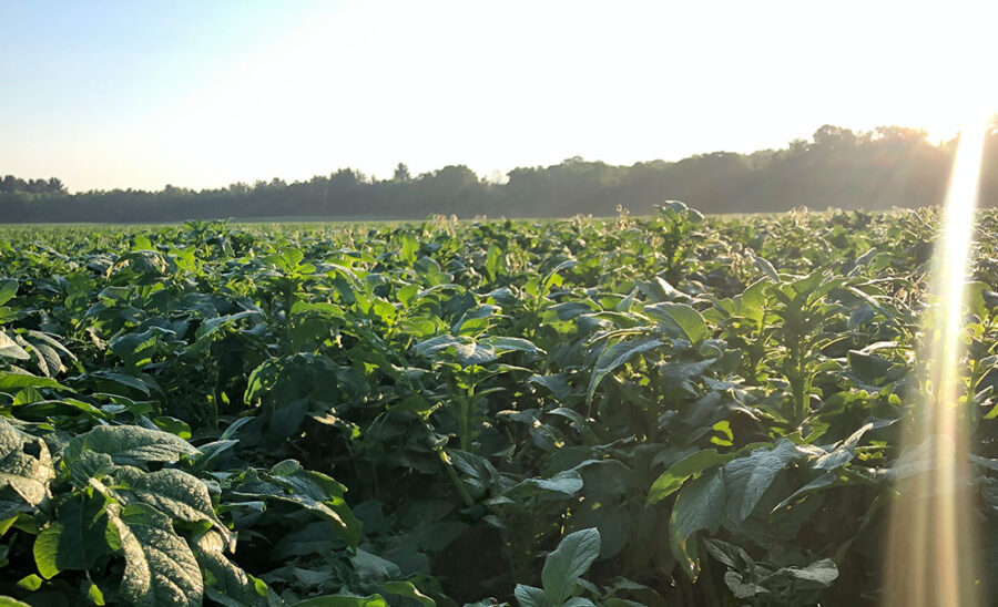 Potato Distributor Potato Recipes Potato Varieties Alsum