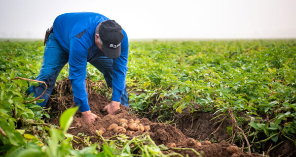 Alsum Associate Digging Potatoes in Field