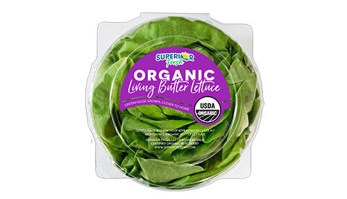 Organic Living Butterhead Lettuce