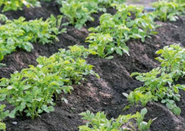 Potato plants for home grown vegetables