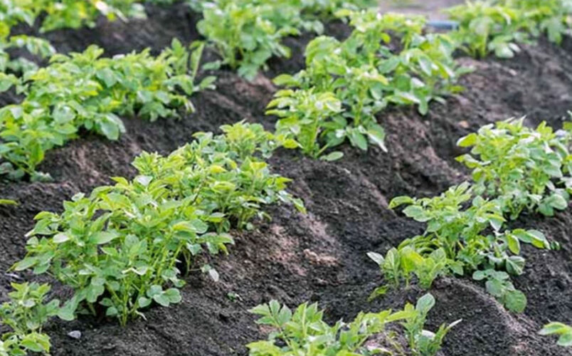 Potato plants for home grown vegetables
