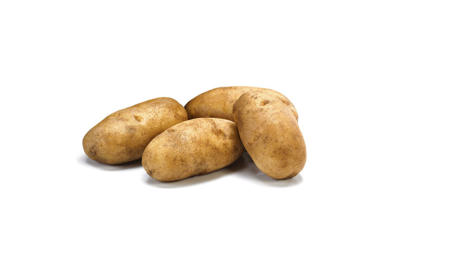 Russet Potatoes Potato Distributors Alsum