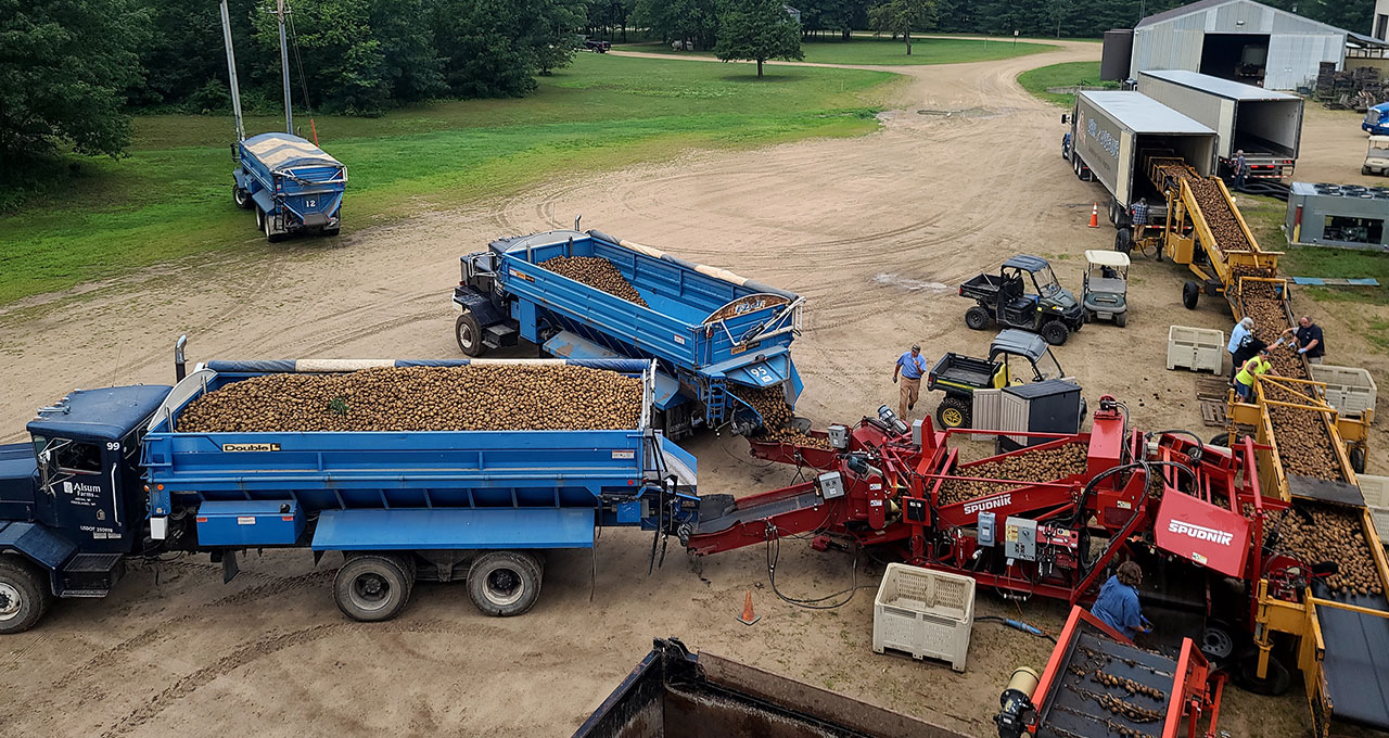 Alsum Farms Begins Wisconsin Yellow Potato Harvest Alsum